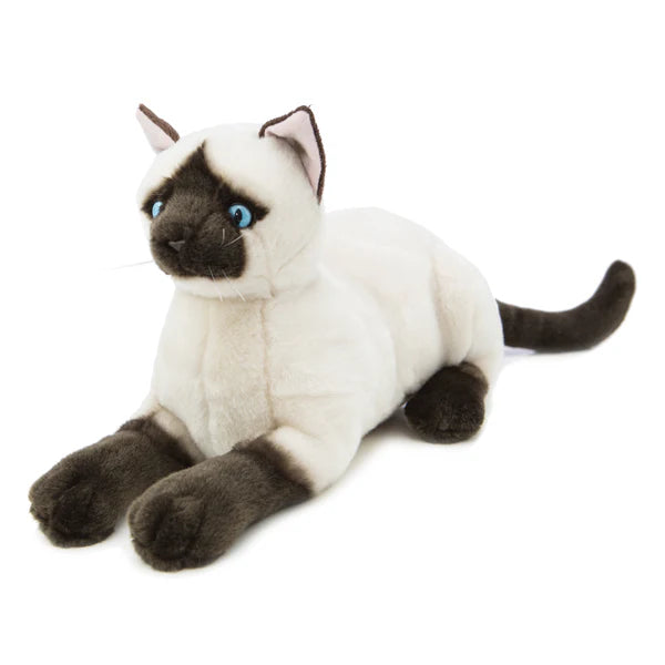 Cat Siamese Amelia
