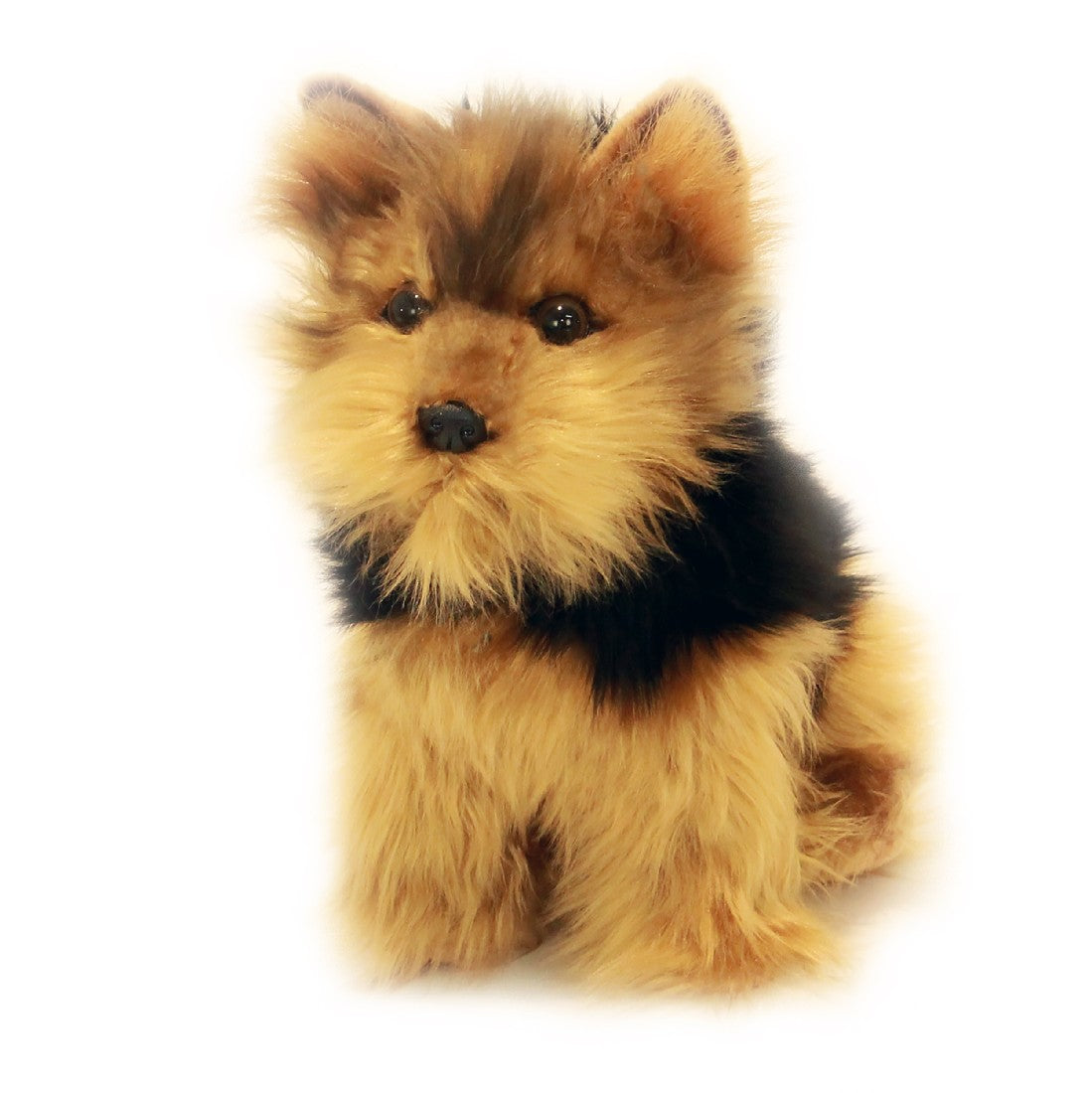 Dog Australian Yorkshire Terrier Archie