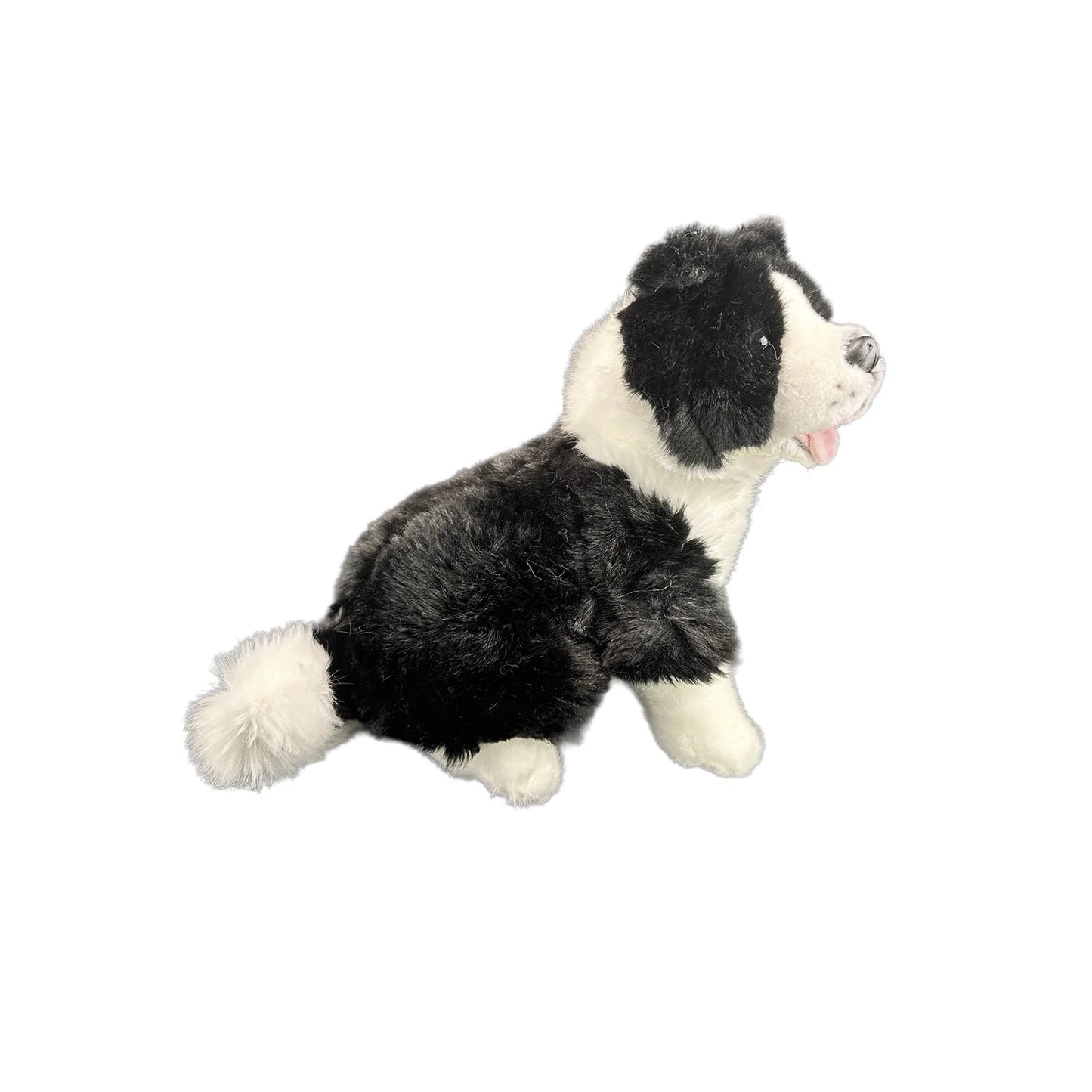Dog Border Collie Pepsi