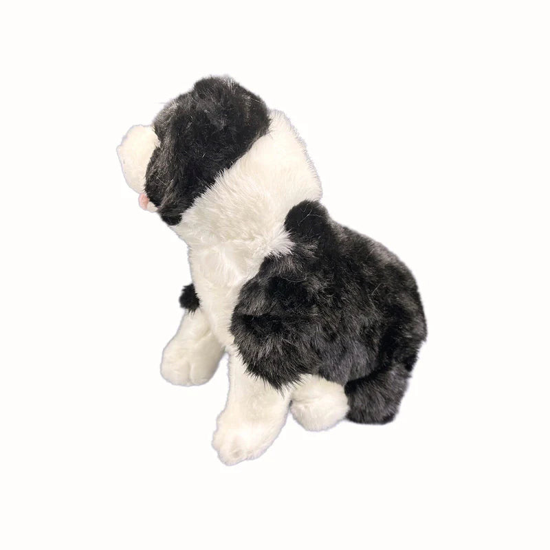 Dog Border Collie Pepsi
