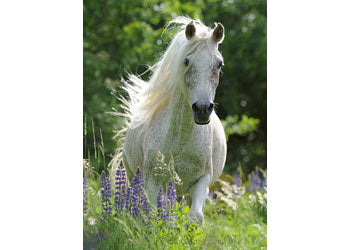Ravensburger Puzzle | Horse In Flowers