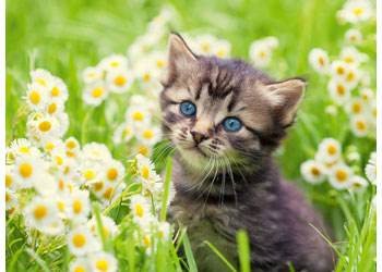 Ravensburger Puzzle | Kitten In The Meadow